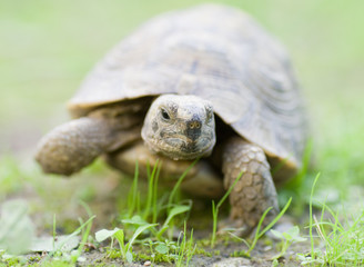Tortue de terre