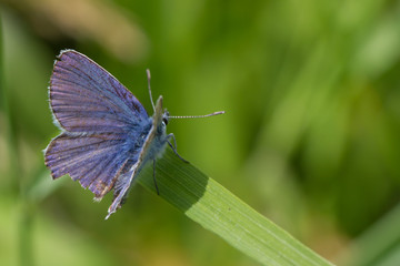 Hauhechel-Bläuling (Polyommatus icarus)
