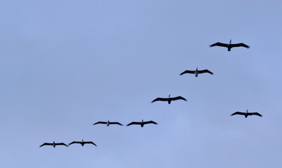 Eight brown pelicans seen flying in a blue sky