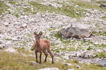 Caucasian mountain goat tour. Out in the wild in a natural habitat.