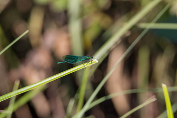 Libelle