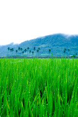 Fototapeta premium Moody and untouched Nature in Taiwan
