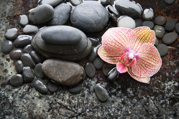Fototapeta na wymiar Palenopsis orchid with black river rocks for spa concept
