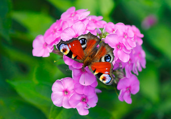 Peacock butterfly or Inachis io on pink phlox flowers on green blurred background