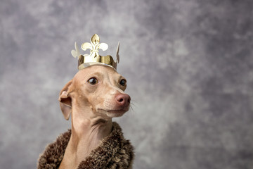 Funny dog dressed as a wizard king. Christmas
