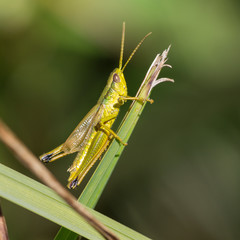 Heuschrecke