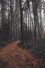 Fototapeta premium Dark leafy forest path in Oregon