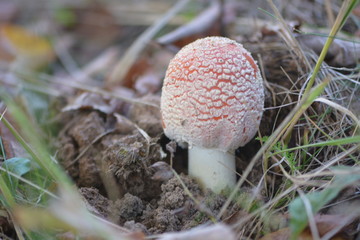 One red agaric mushroom