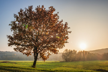 Eichenbaum im Herbstlaub