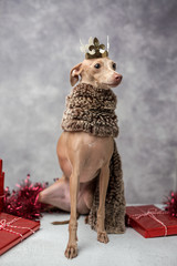 Funny dog dressed as a wizard king. Christmas