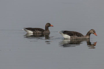 Wildgans, Wildgänse im See