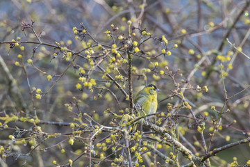 Erlenzeisig sitzt im Busch