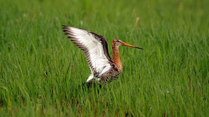 Большой веретенник. black-tailed Godwit