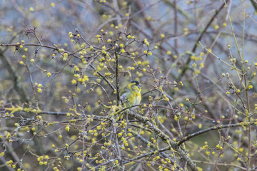Erlenzeisig sitzt im Busch