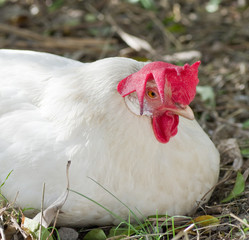 Poule blanche