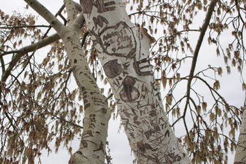 Fototapeta premium carved tree trunk