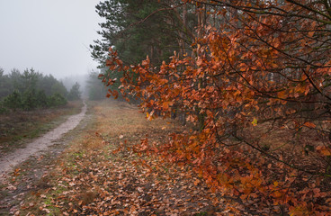 Jesienny klimat o poranku © Mariusz Stoszewski