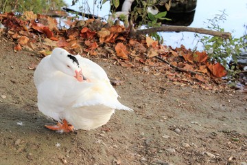 Parc de la Tête d'Or - Lyon - France