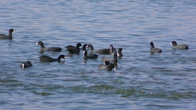 The Eurasian coot Fulica atra, also known as the common coot, is a member of the rail and crake bird family, the Rallidae. In Jezreel Valley in Israel