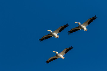 Three American Pelicans with blue sky