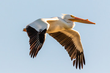 American White Pelican