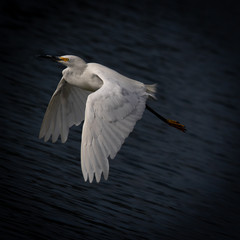 egret in flight