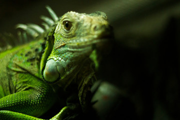 Green lizard 