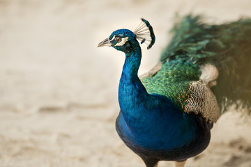 Peacock on a sandy beach in the Mexican Caribbean