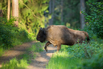 European bison - Bison bonasus in the Knyszyn Forest (Poland)