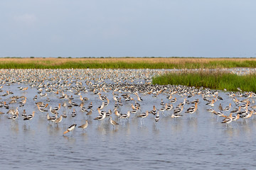American Avocets at low tide
