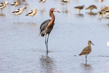 Reddish egret at low tide