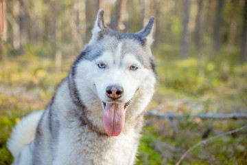 Dog breed Siberian Husky walking in the forest.portrait of siberian husky outdoor. Cute funny dog in sunny park, on background green forest.