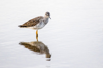 Greater Yellowlegs