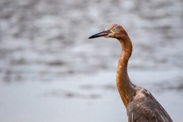 Reddish egret