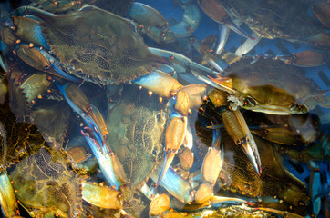 Rich catch of blue crab. Basket with blue crabs under sea water