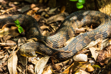 Yellow Bellied water snake