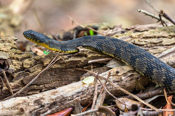 Yellow Bellied water snake