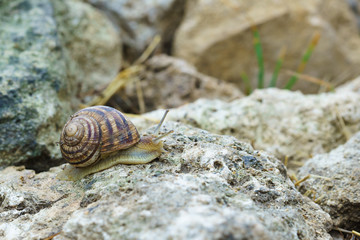 Large snail crawling on the stone