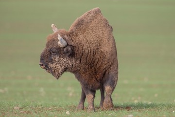 European bison - Bison bonasus in the Knyszyn Forest (Poland)