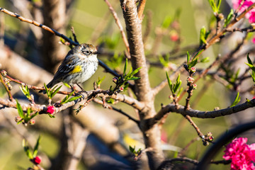 Yellow-rumped warbler in the peach tree