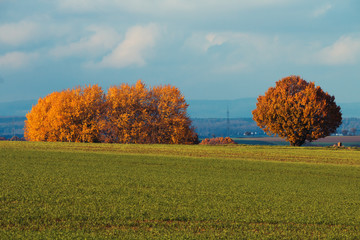 Herbstbäume am Feld