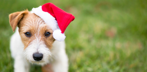 Christmas pet dog puppy with Santa Claus hat - greeting card, web banner idea