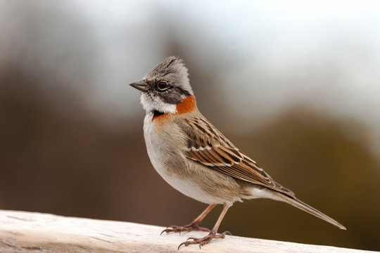 Alegre chingolo bird with orange colors perched on a wooden fence 