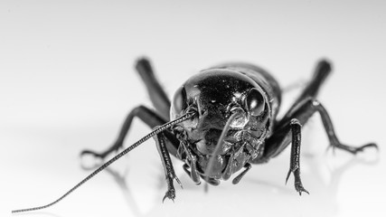Cricket insect or Gryllidae isolated on a white background