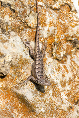 texas spiny lizard