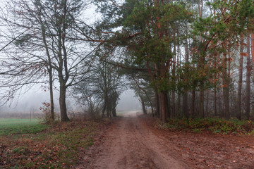 Mglisty listopadowy poranek © Mariusz Stoszewski