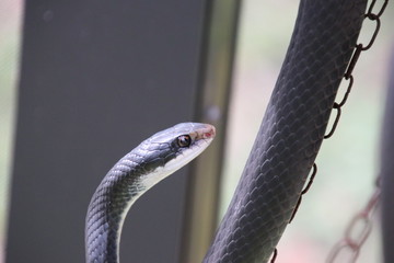 Naklejka premium Black racer snake.