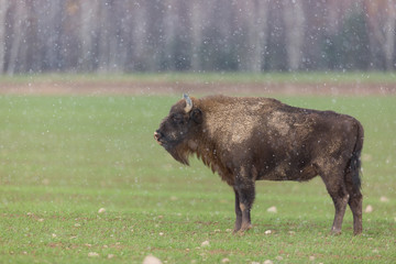 European bison - Bison bonasus in the Knyszyn Forest (Poland)