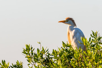 Cattle egret on tree