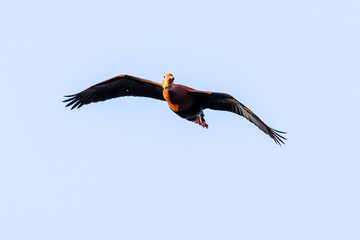 Black Bellied Whistling Duck flying